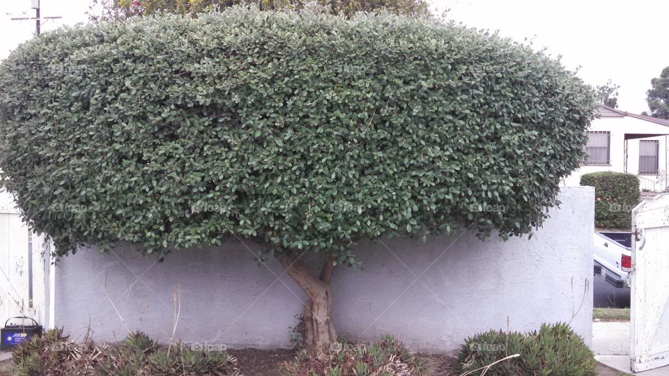 Greenery Between Gates 