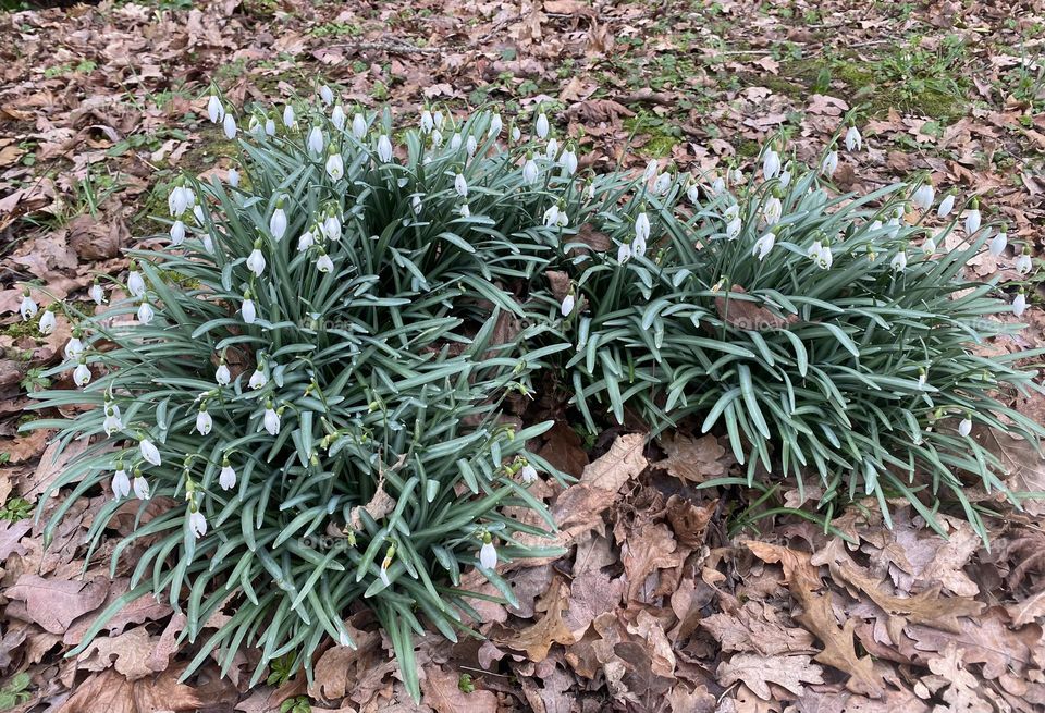 First flowers after long winter