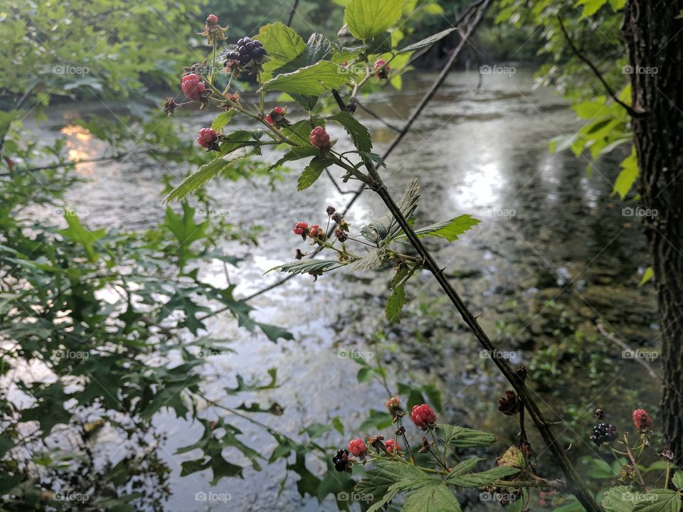 Colorful berries