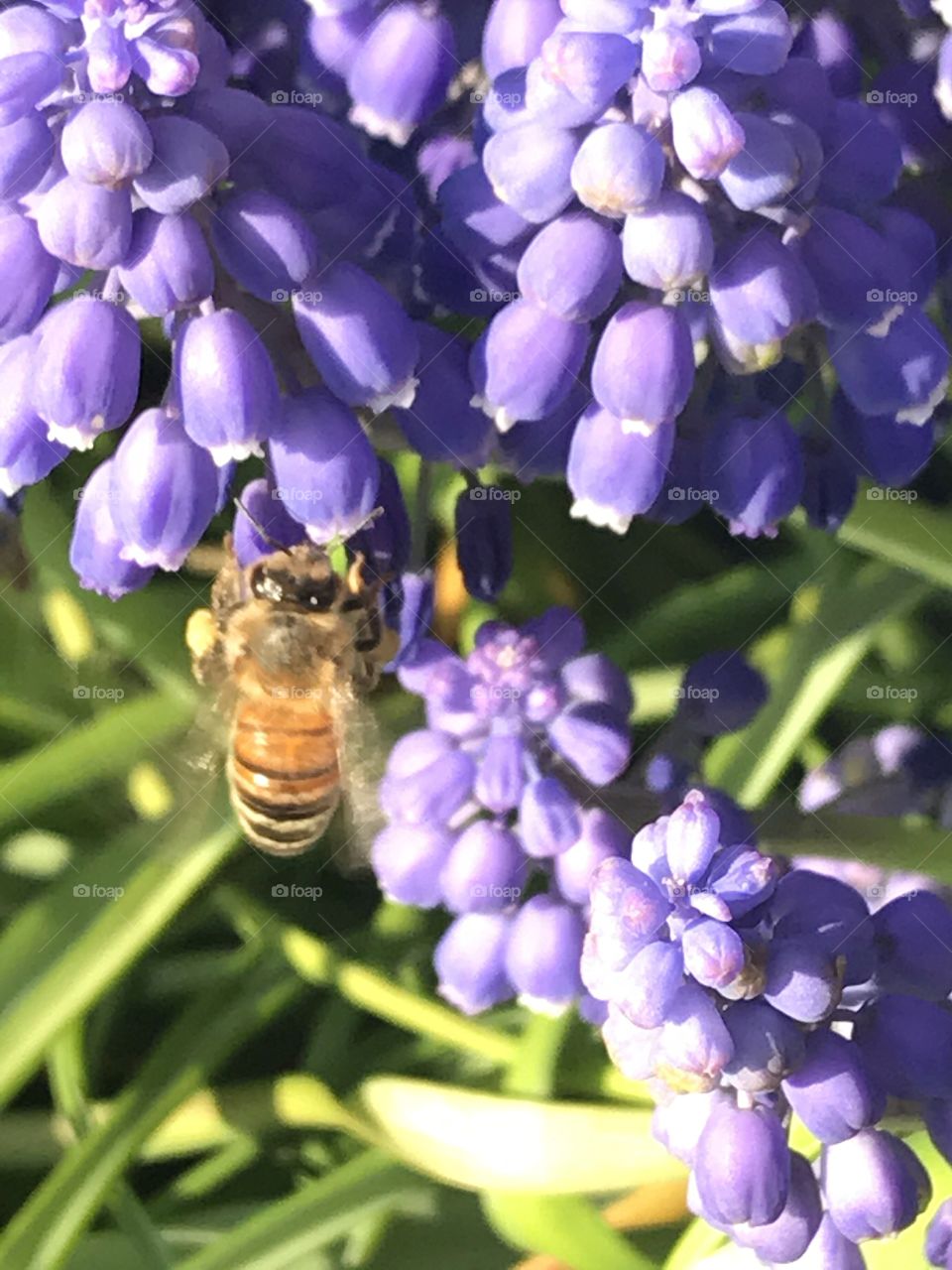 Close-up bee on grape hyacinth 