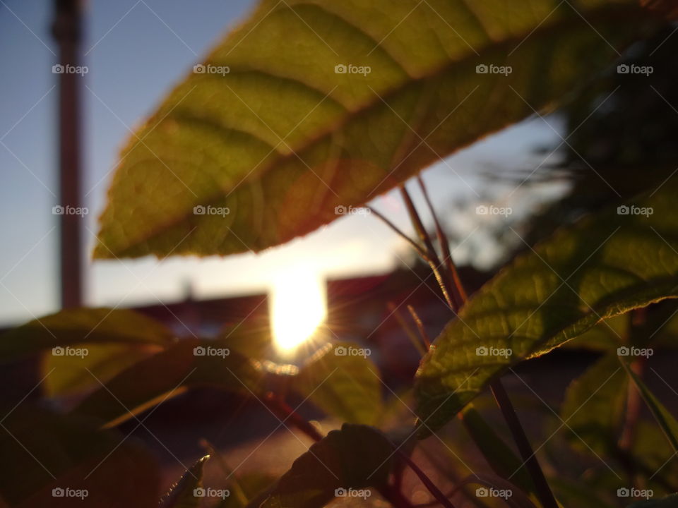 Illuminating sun rays penetrating through the grass