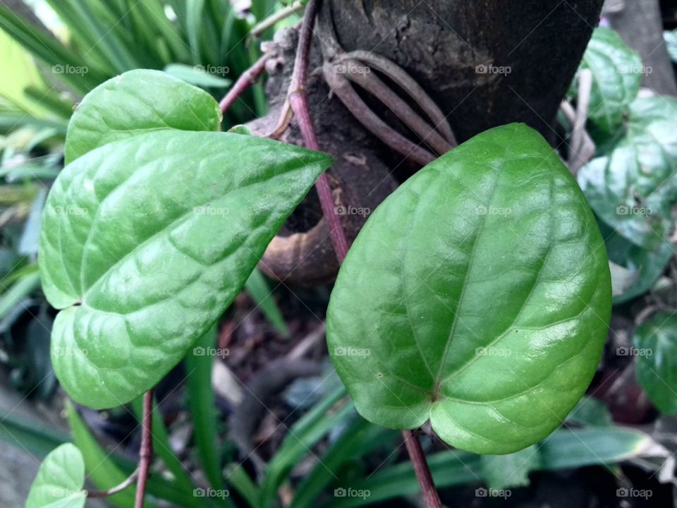 betel leaf