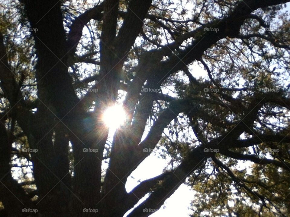 Sun between trees