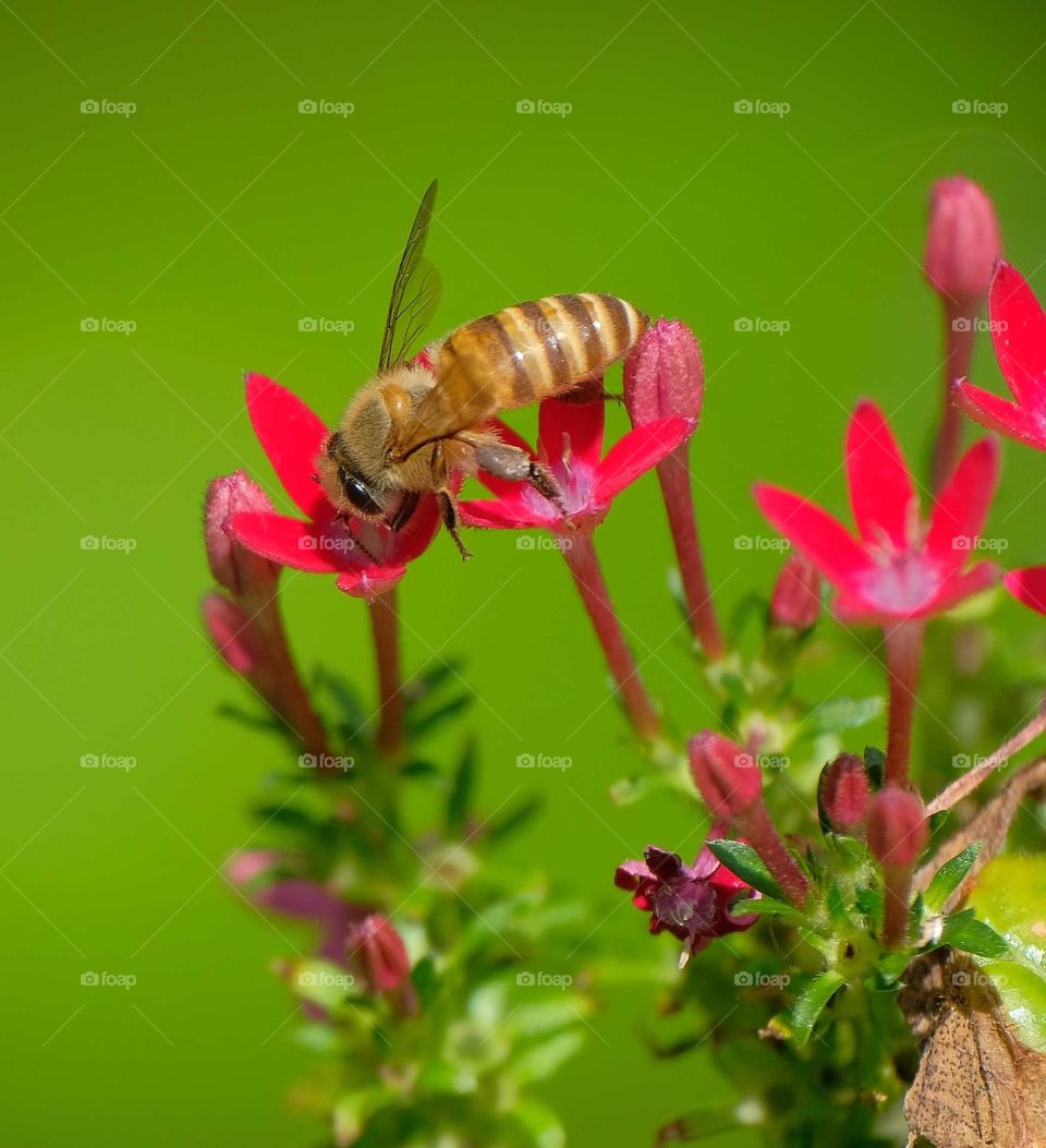 bee in the flowers
