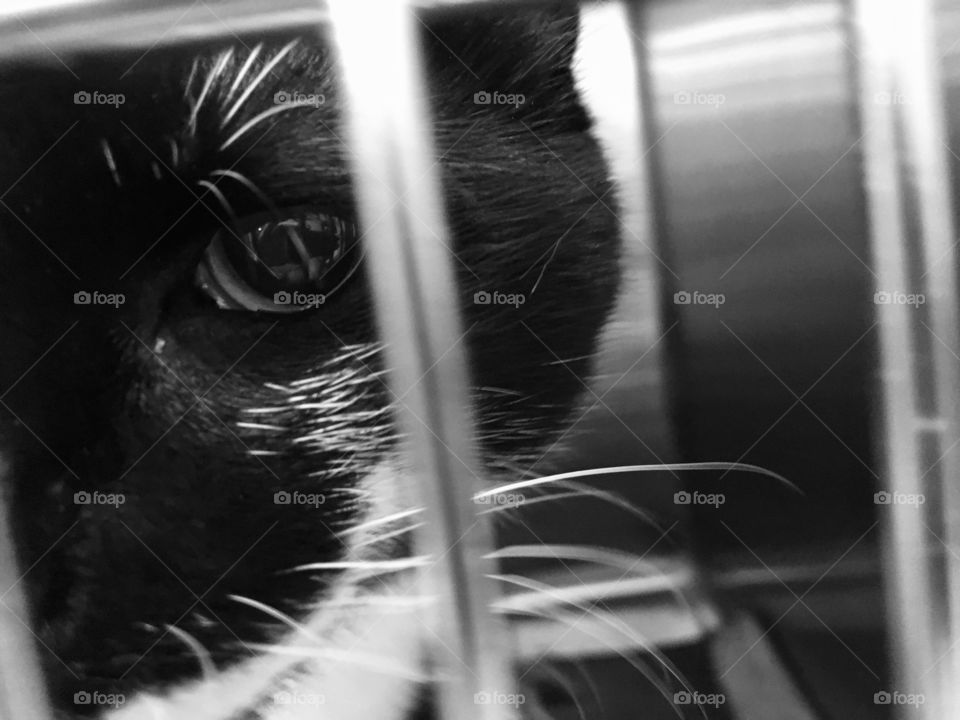 Cat for adoption at PetSmart 