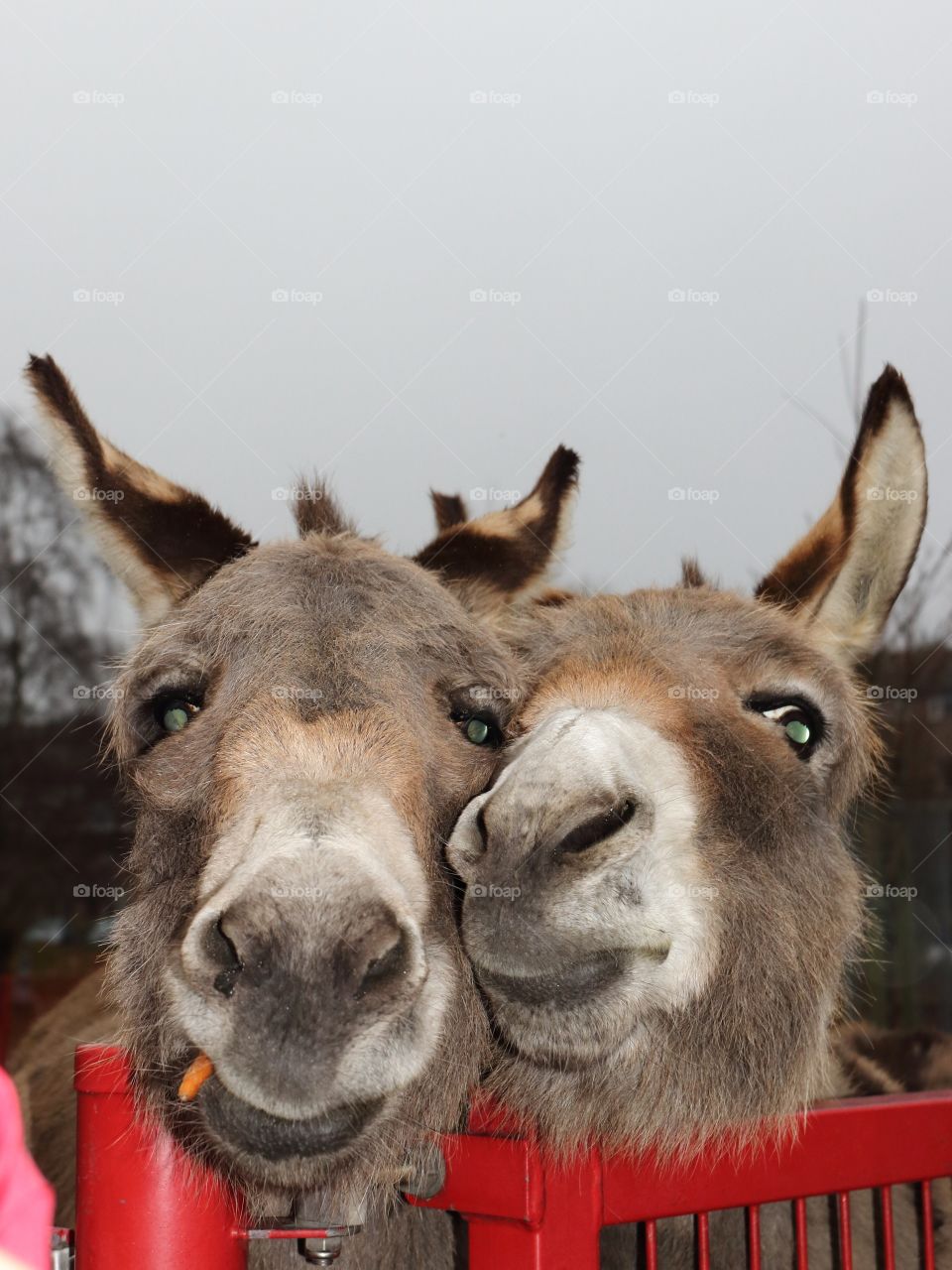 Love of two donkeys 