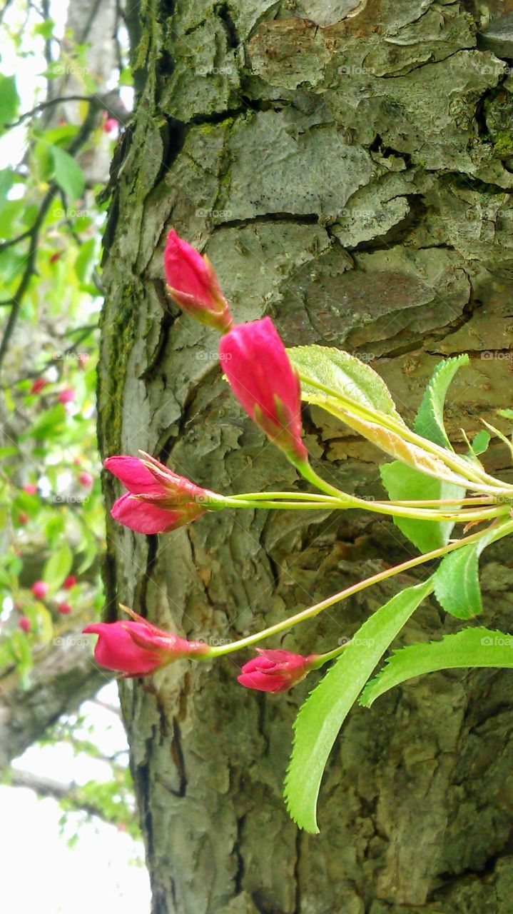 Nature, Flower, Leaf, Tree, Flora