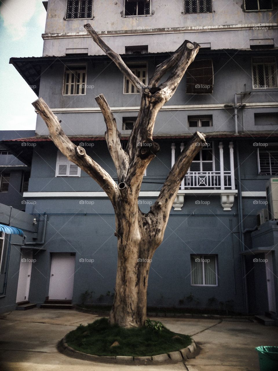 Tree