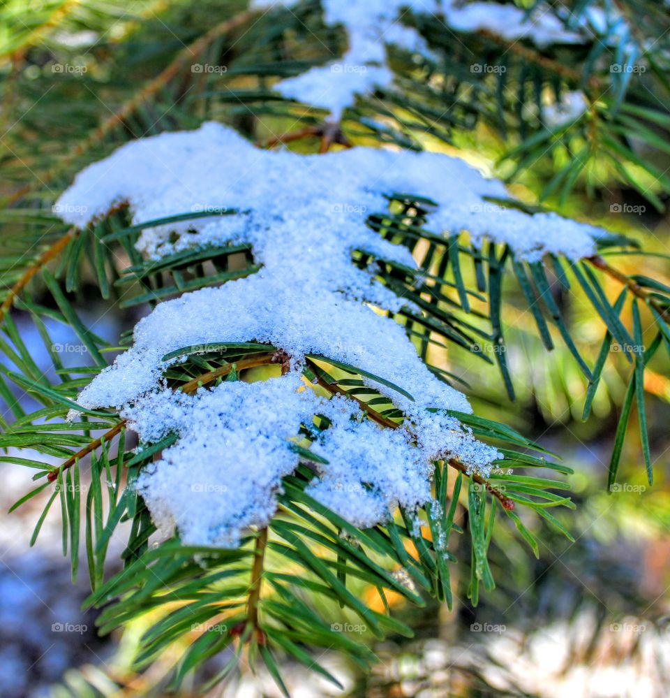 Sierra pine tree snowflakes