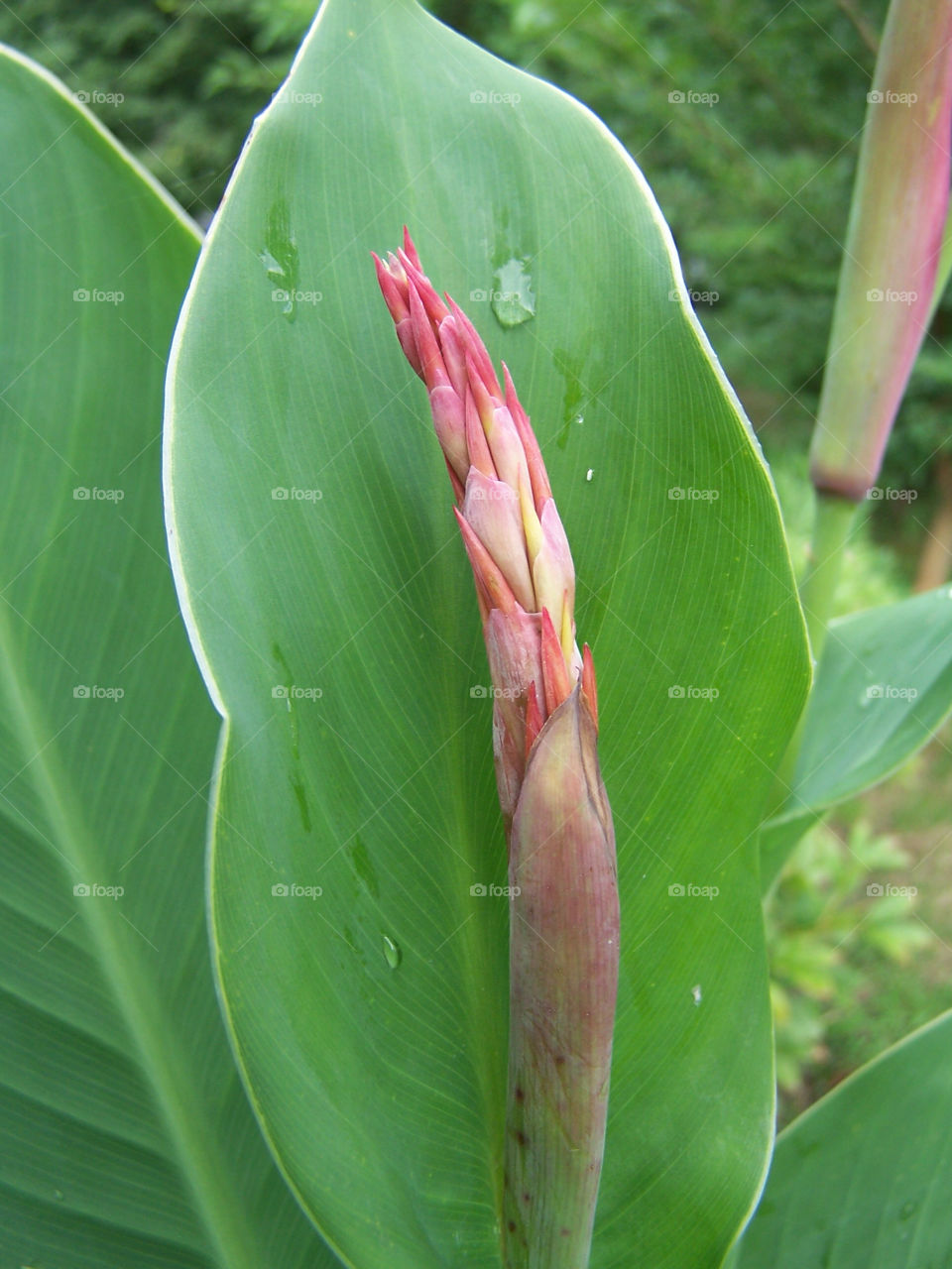 pink flower summer leaves by ashley77
