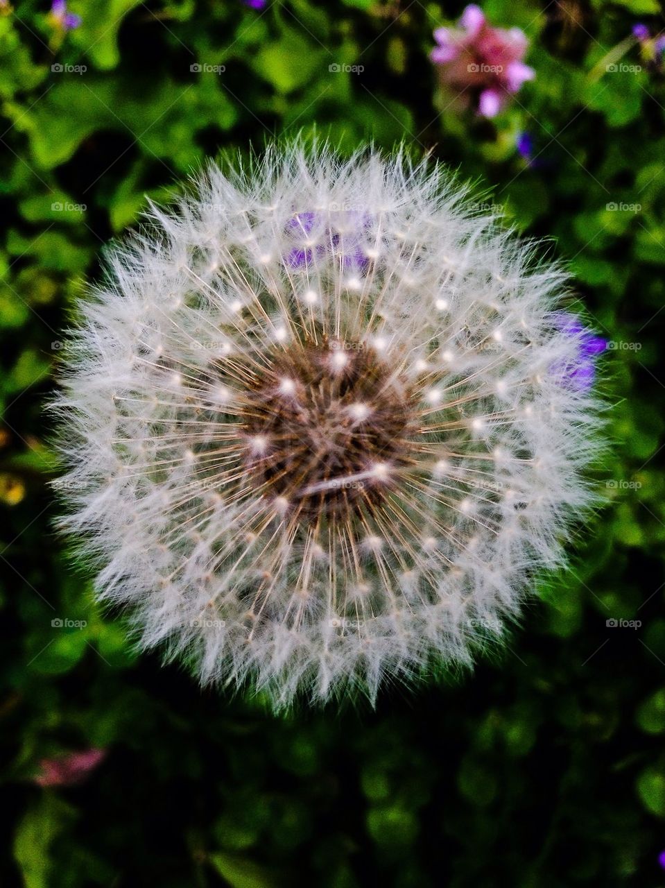 Dandelion seeds