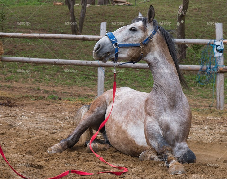 Majestic horses 