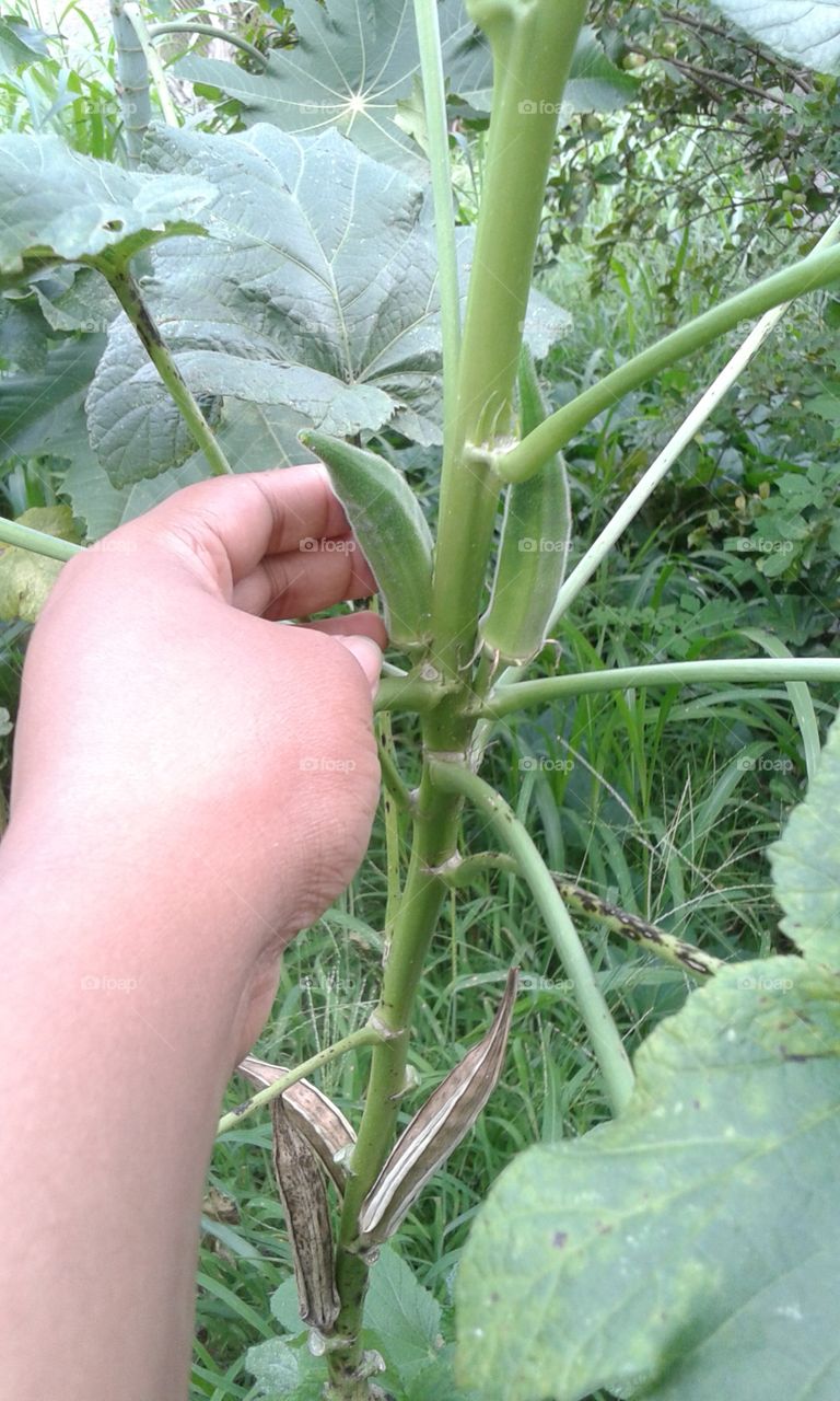 Organic okra.