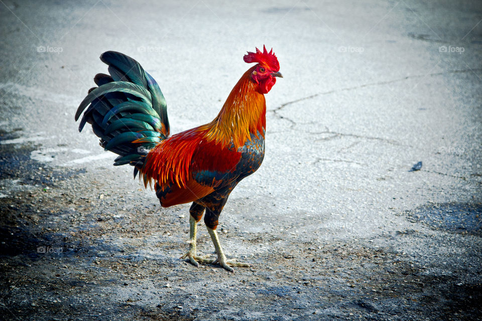 Key West rooster