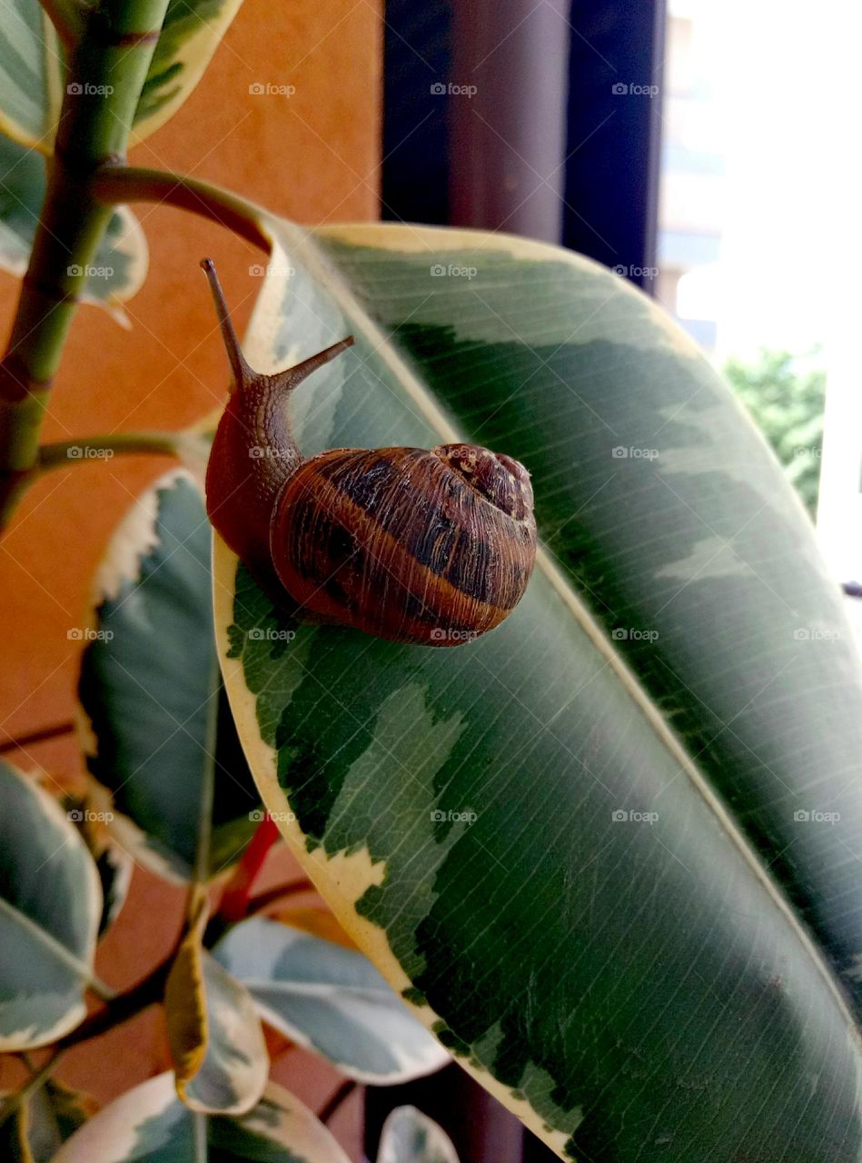 Snail on a ficus robusta leaf