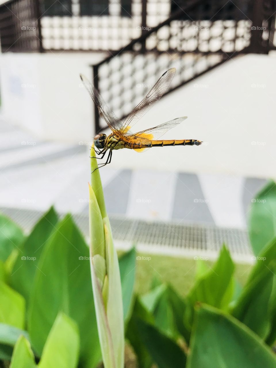 Dragonfly