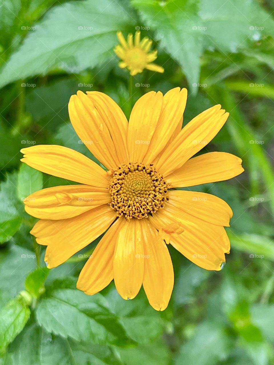 Large bright yellow Heliopsis flower