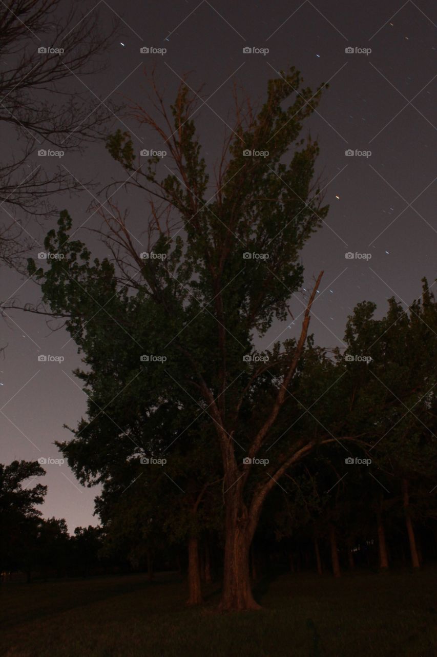 Tall Tree Dark Night