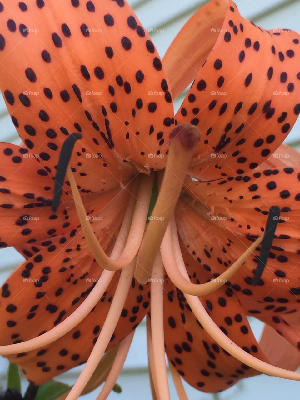 Tiger Lily