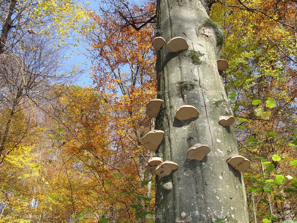 Autumn forest