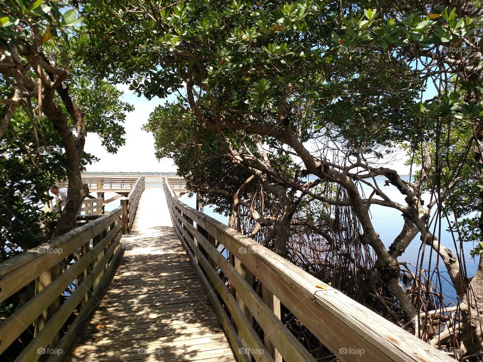 Dock through the Mangroves