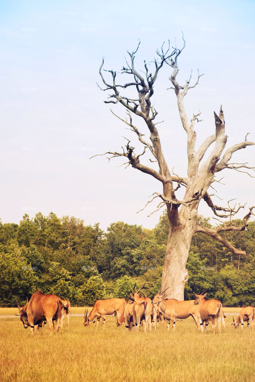 grass tree animal zoo by jbdc