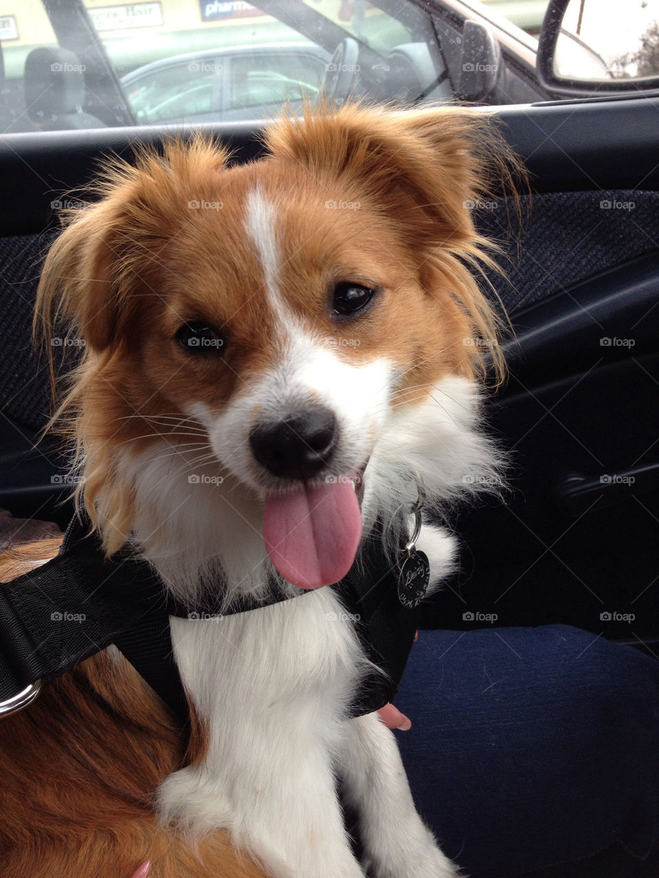 Daisy enjoying her drive