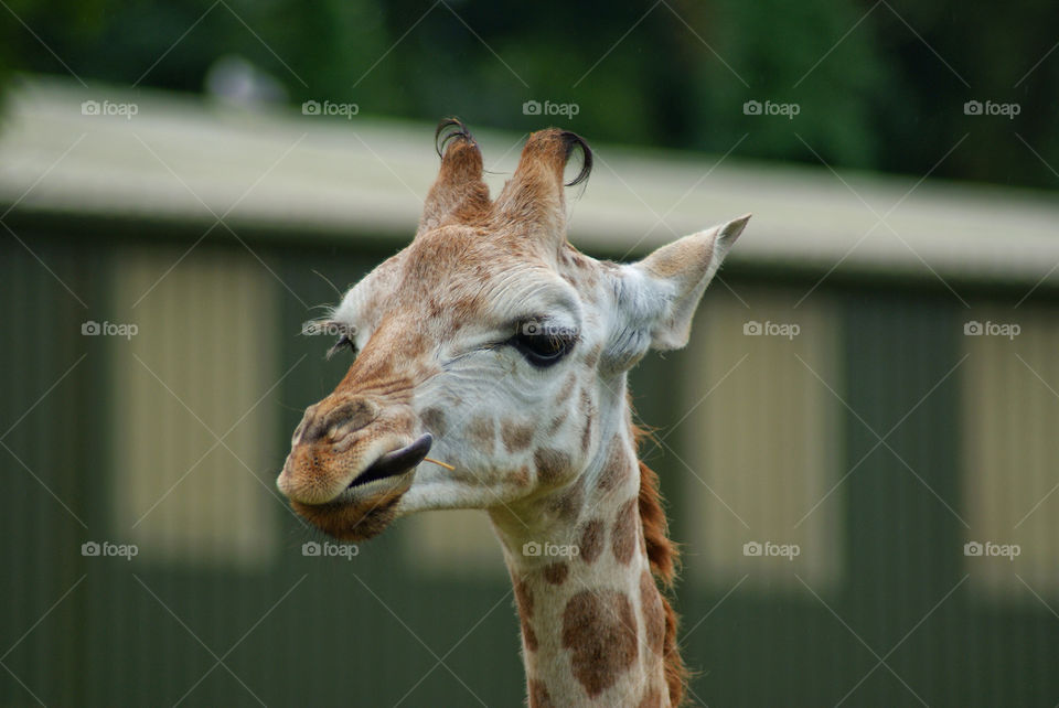 tongue giraffe by jokerplayed
