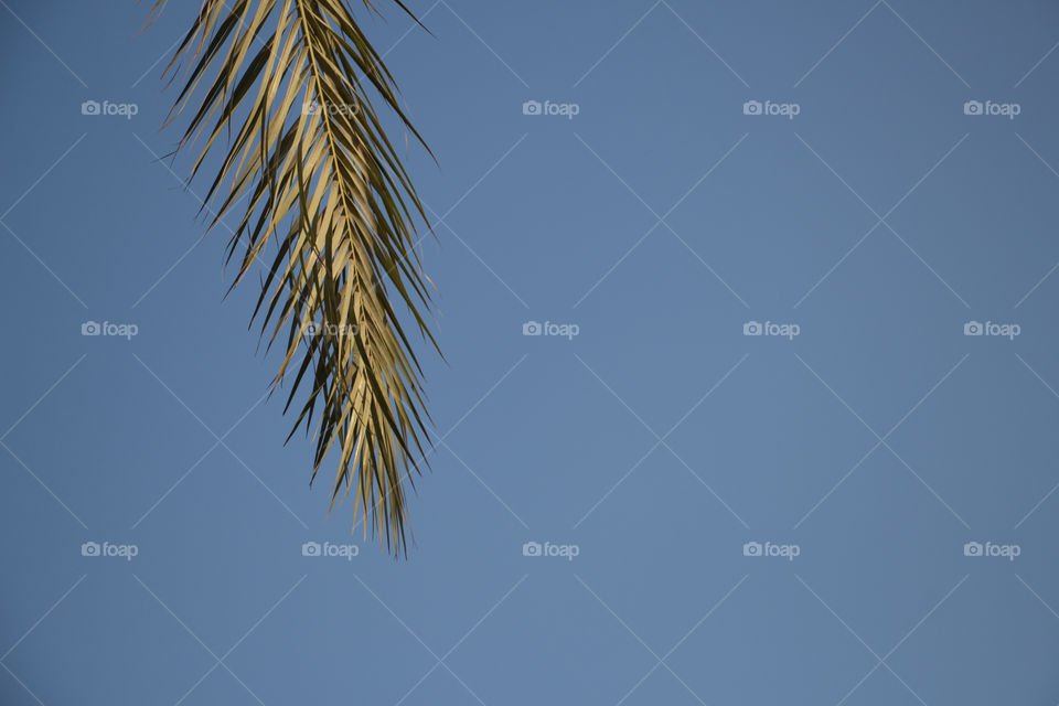 A part from a palm with a blue sky background
