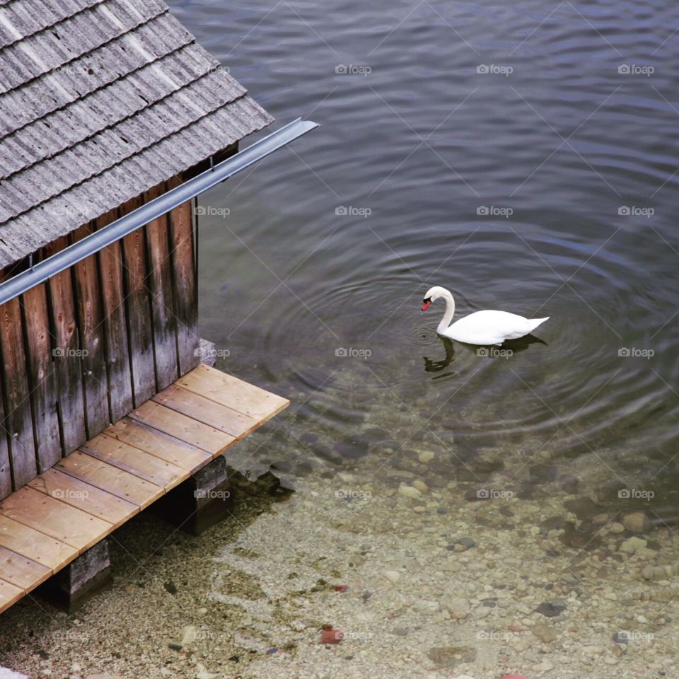 House swan