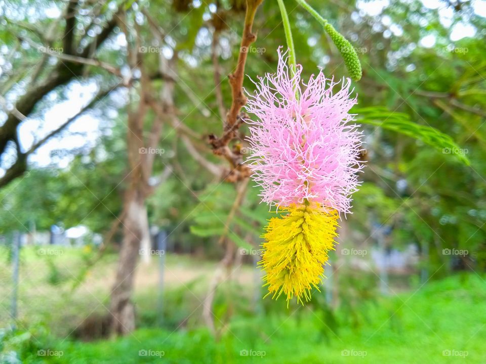 cheerful flower