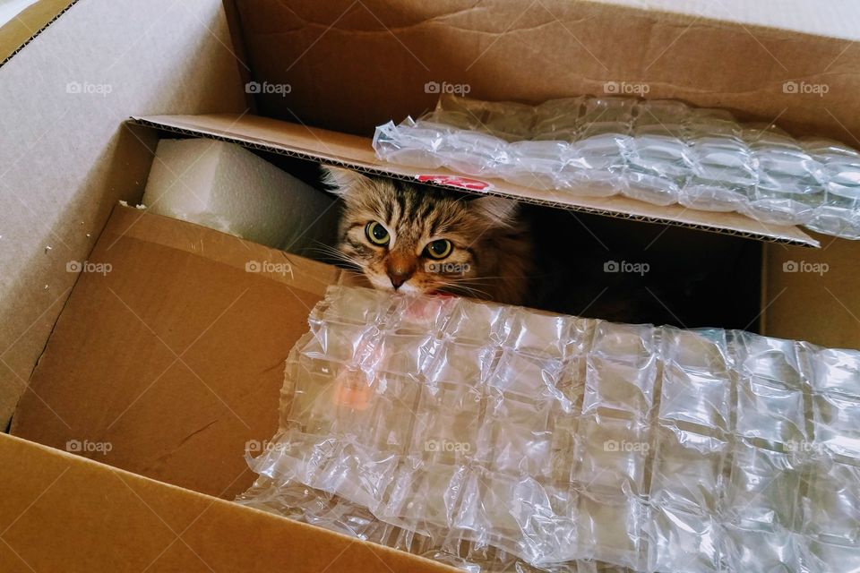 Boxed kitty