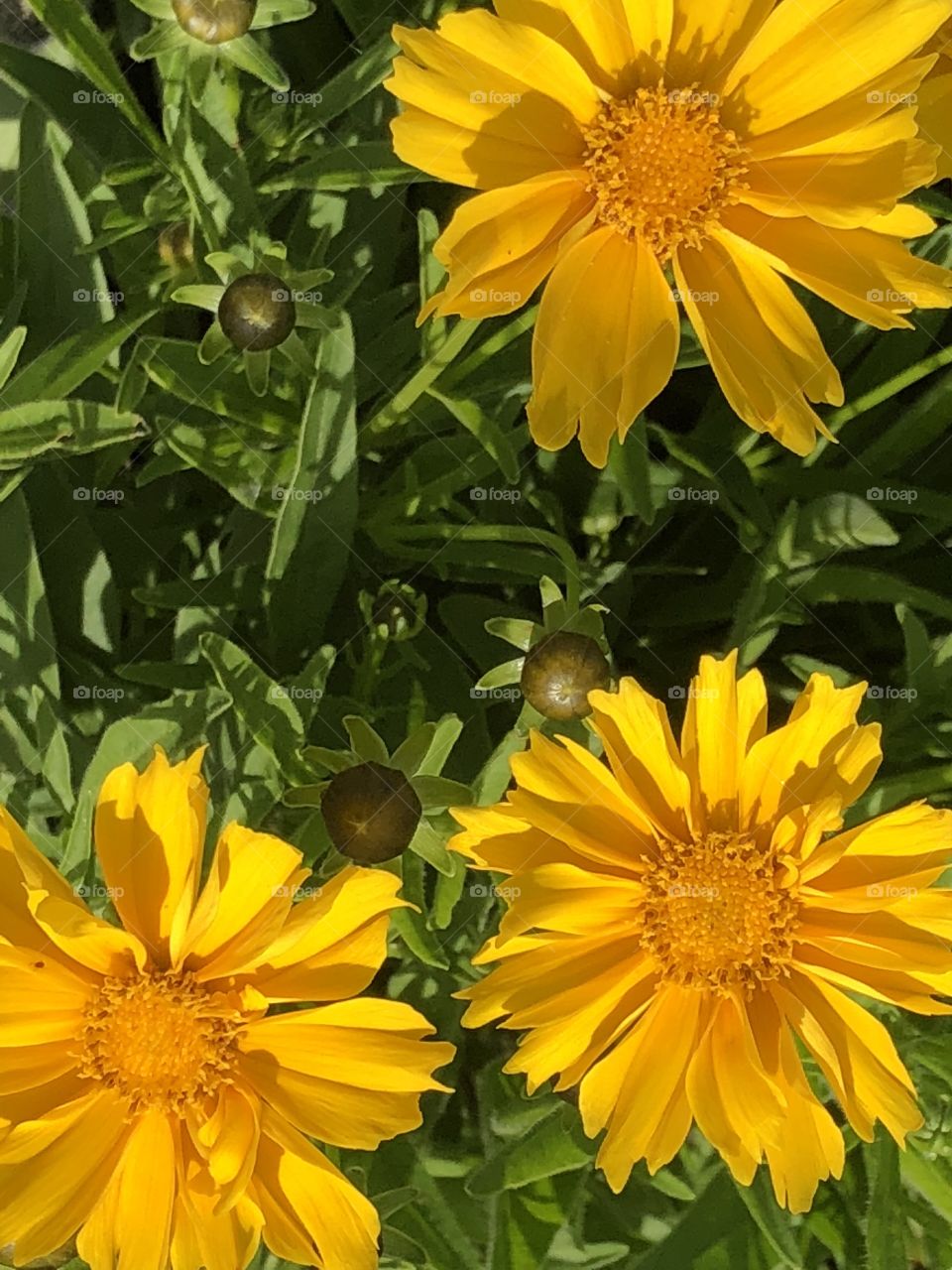 Coreopsis 