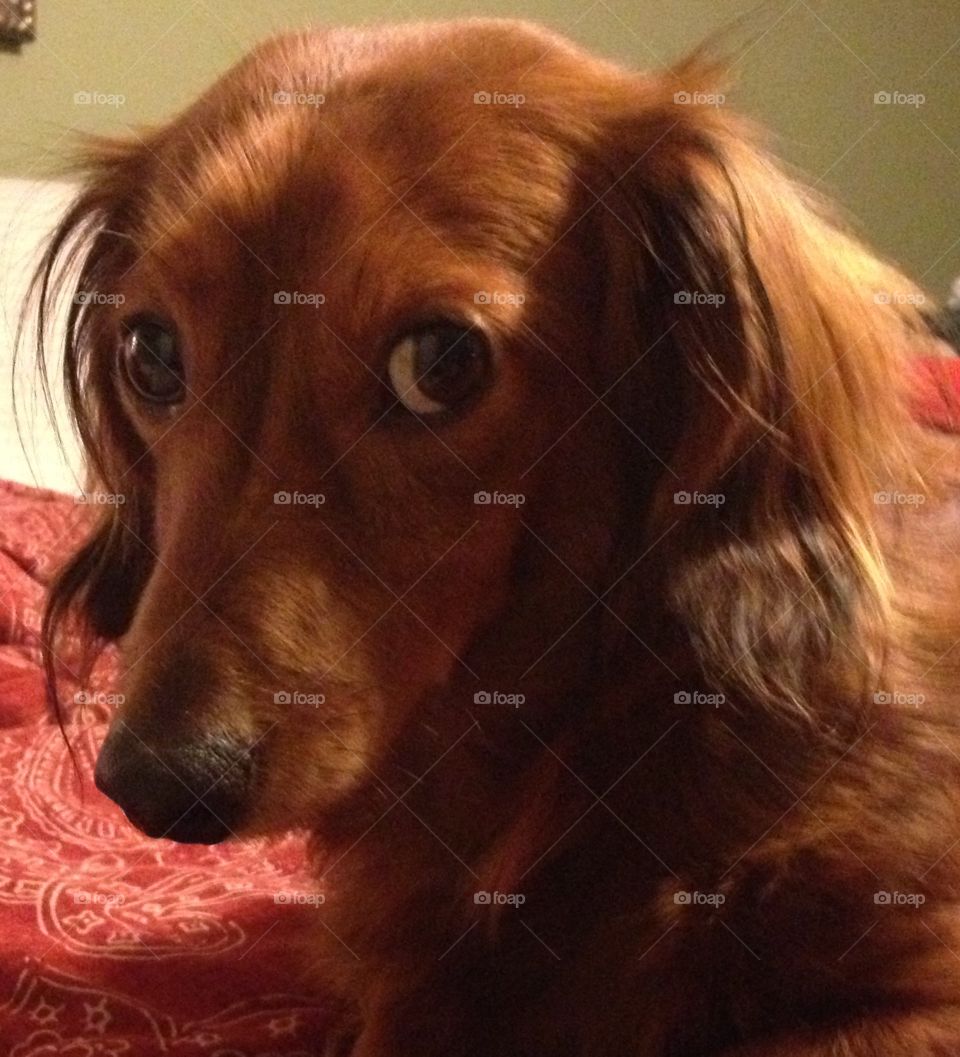 This is Duncan.  He's a rescue dachshund and is loved so much!