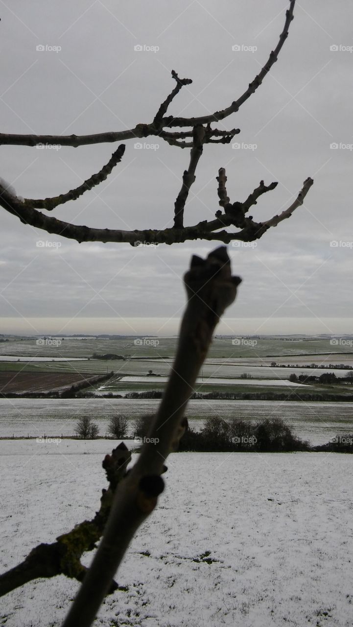 Tree Buds In Winter