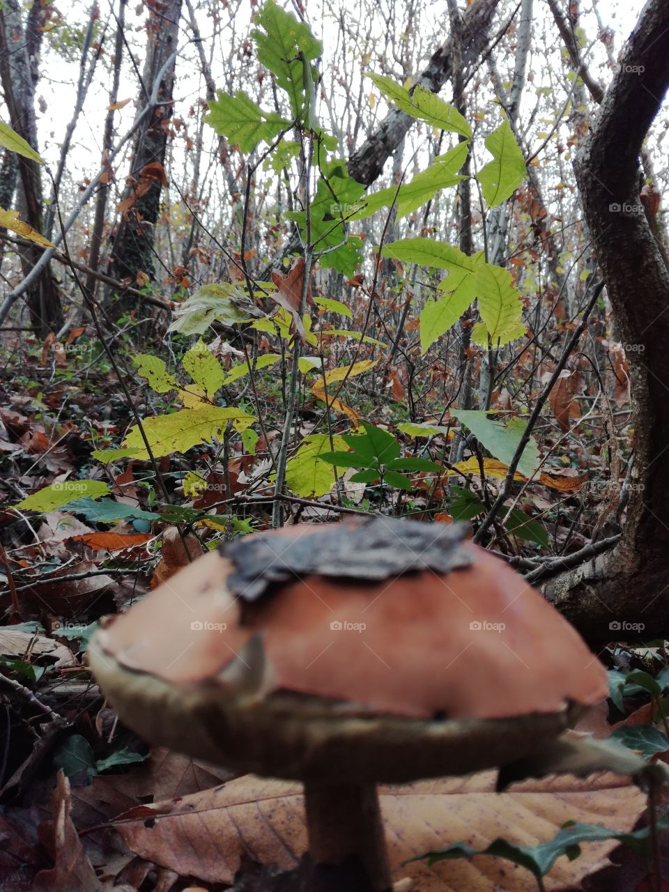 mushroom
