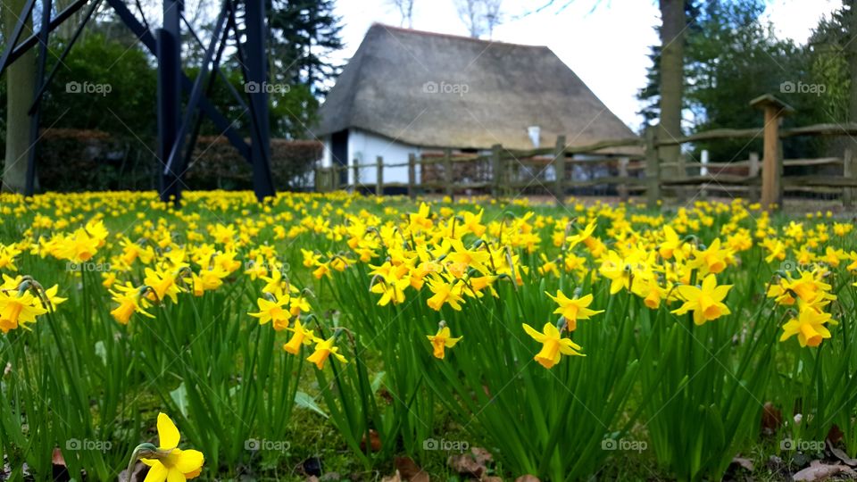 Daffodils in springtime