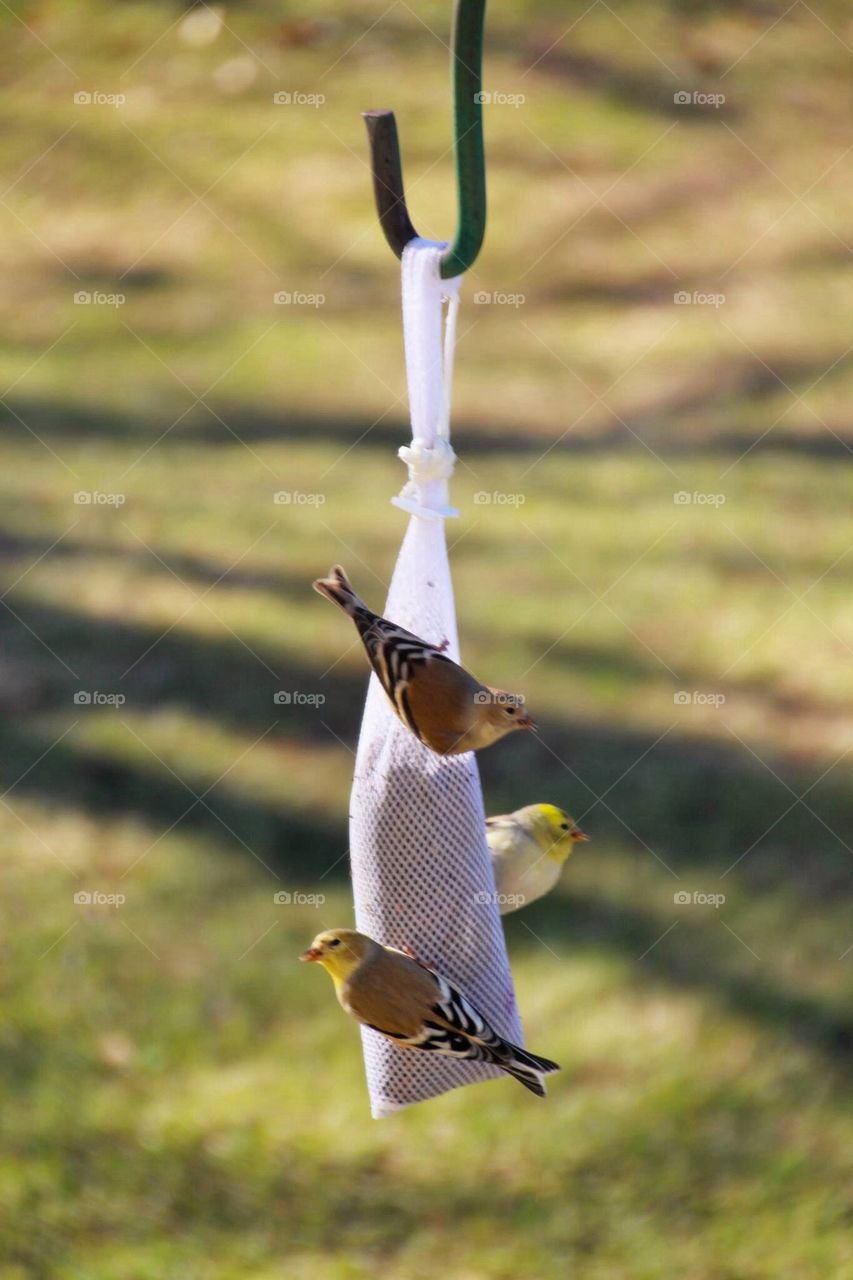 three gold finch birds