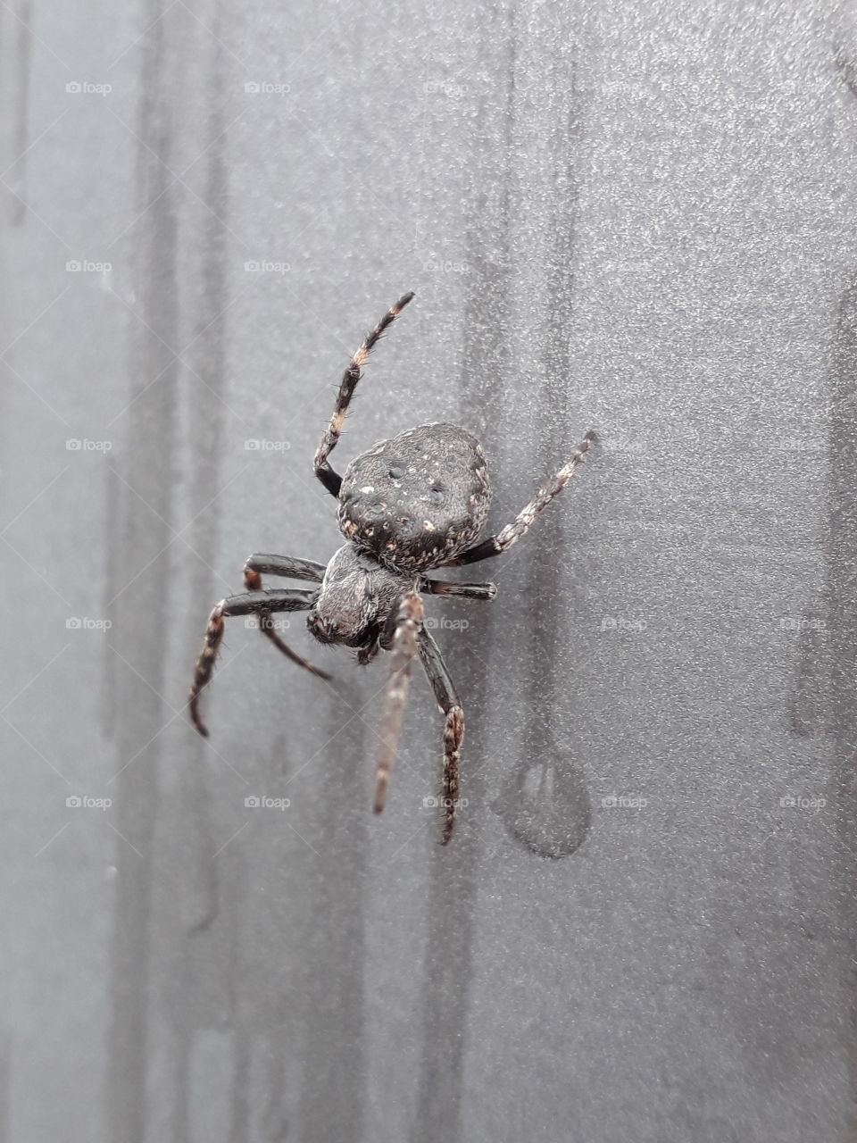 spider tiny little water legs drop