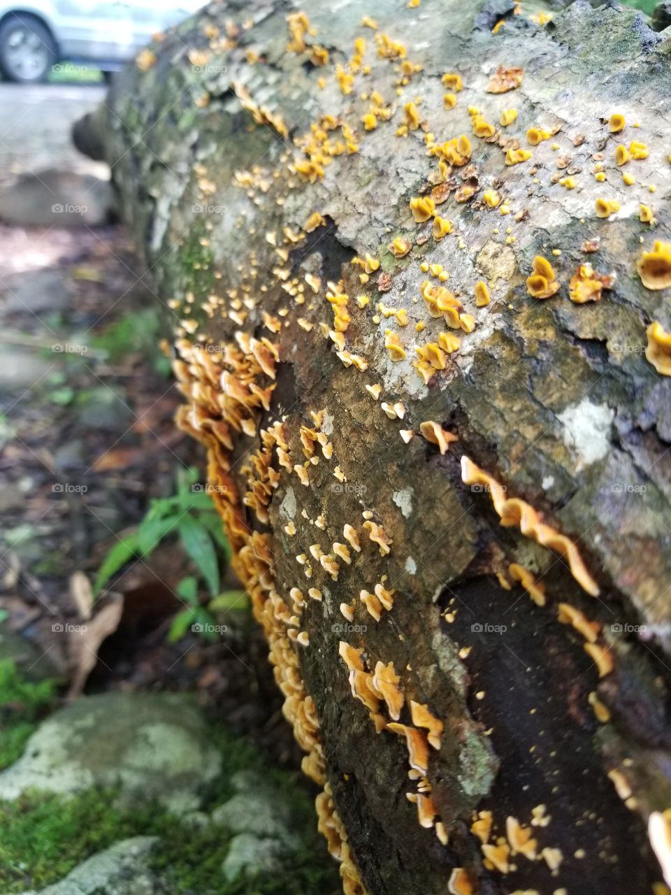Fungus, Nature, No Person, Wood, Tree