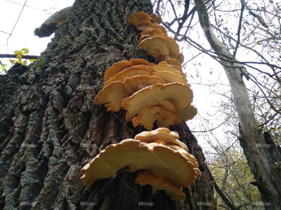tree mushroom