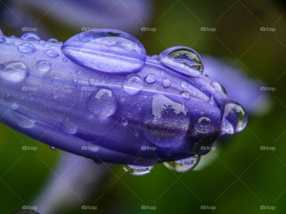 purple flower bud with water droplets