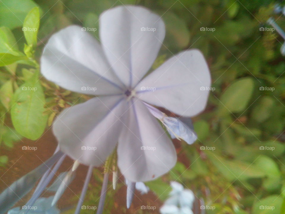 akena27,outdoor, blue,flower,gardening