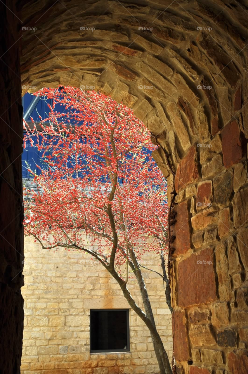 texas archway austin red bud tree by micheled312
