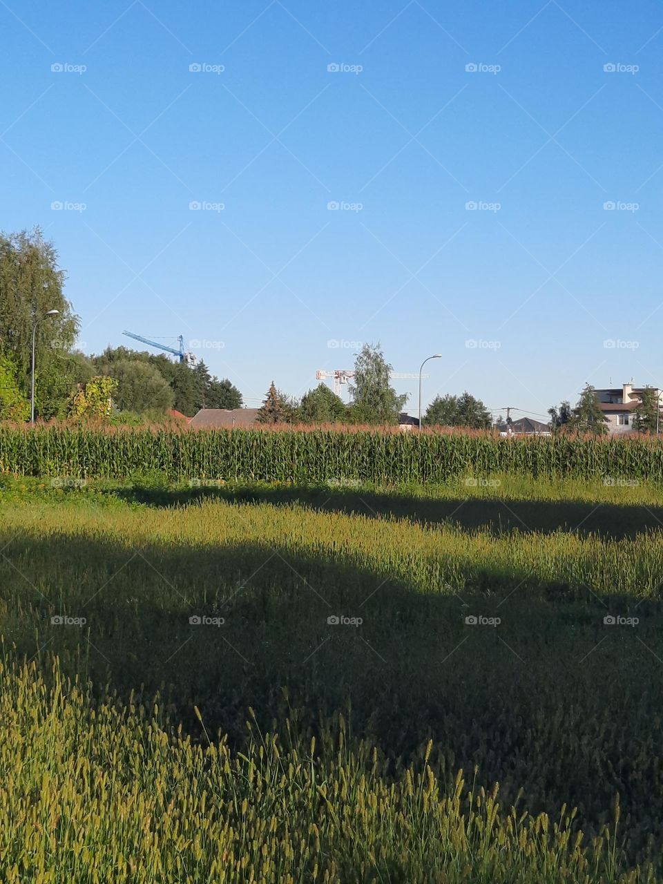 big cranes in idyllic landscape