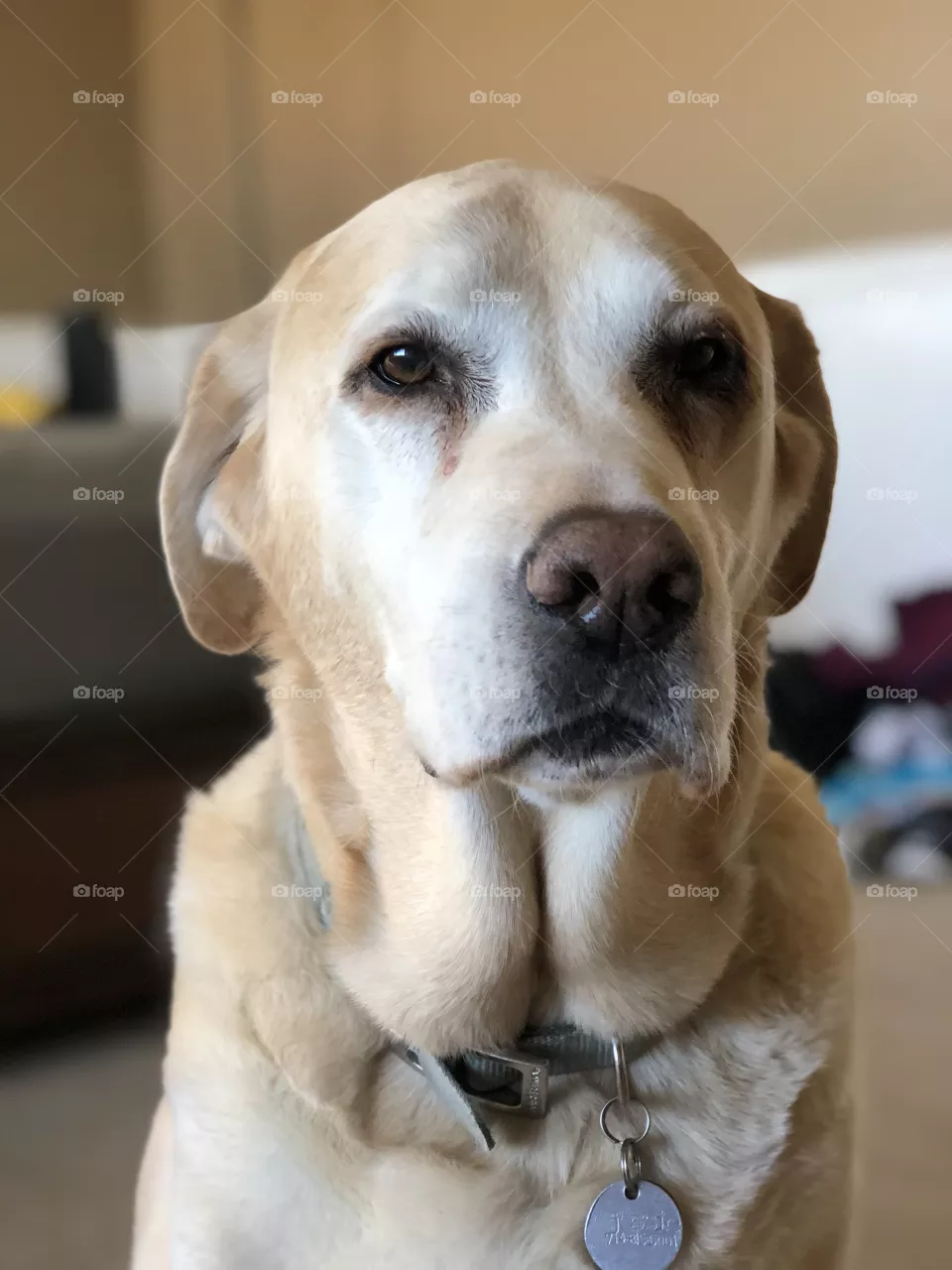 Pup 