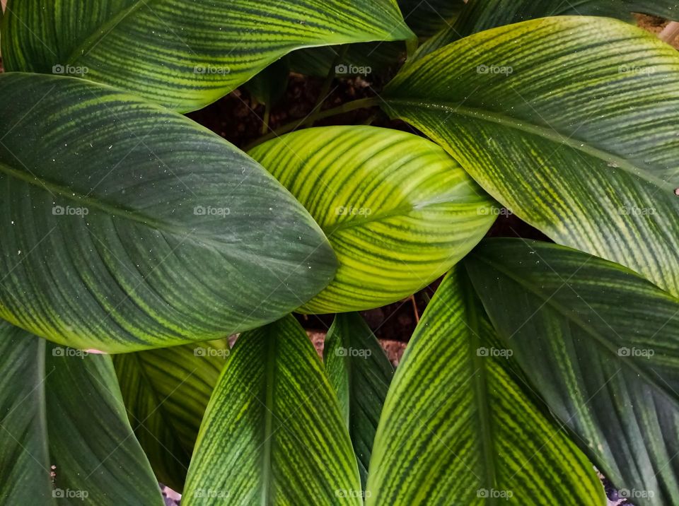 beautiful leaves of ornamental plants