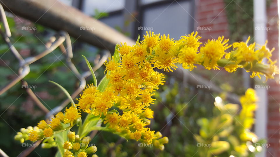 Close-up of yellow flowers near fence