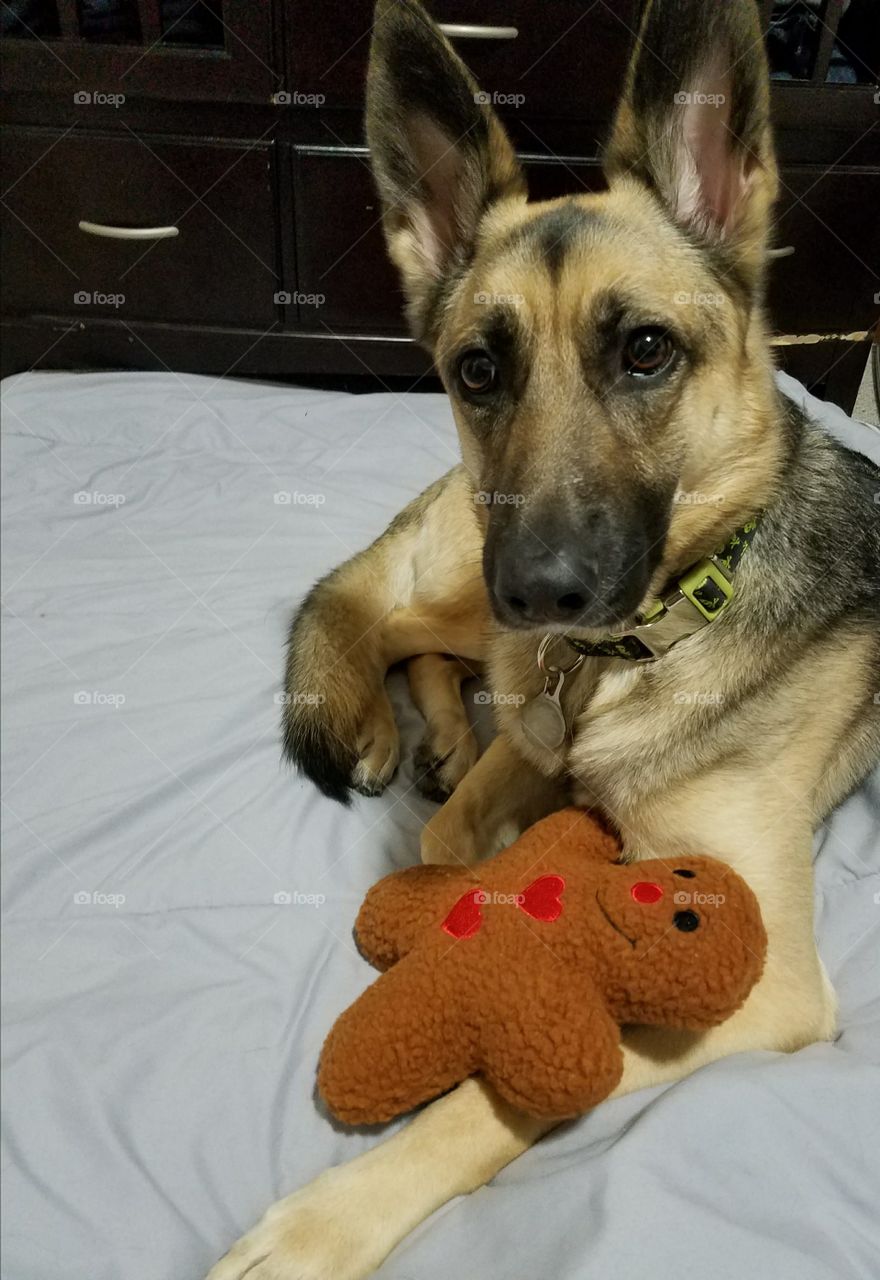 German Shepherd and Her Toy