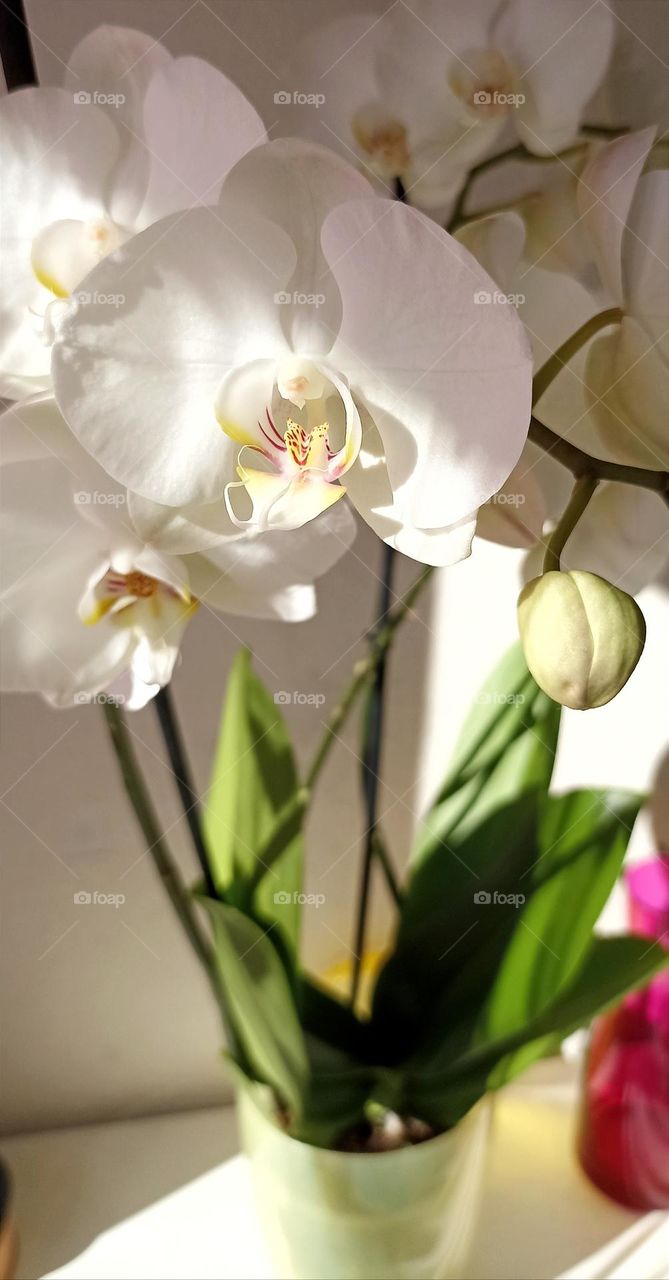 very beautiful white orchid flowers house plant, mobile photography